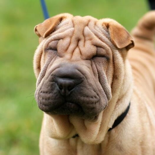 Shar Pei Dog Breed Information Purina UK